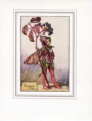 Dogwood Flower Fairy 1930's Vintage Print Cicely Barker Autumn Book Plate A019