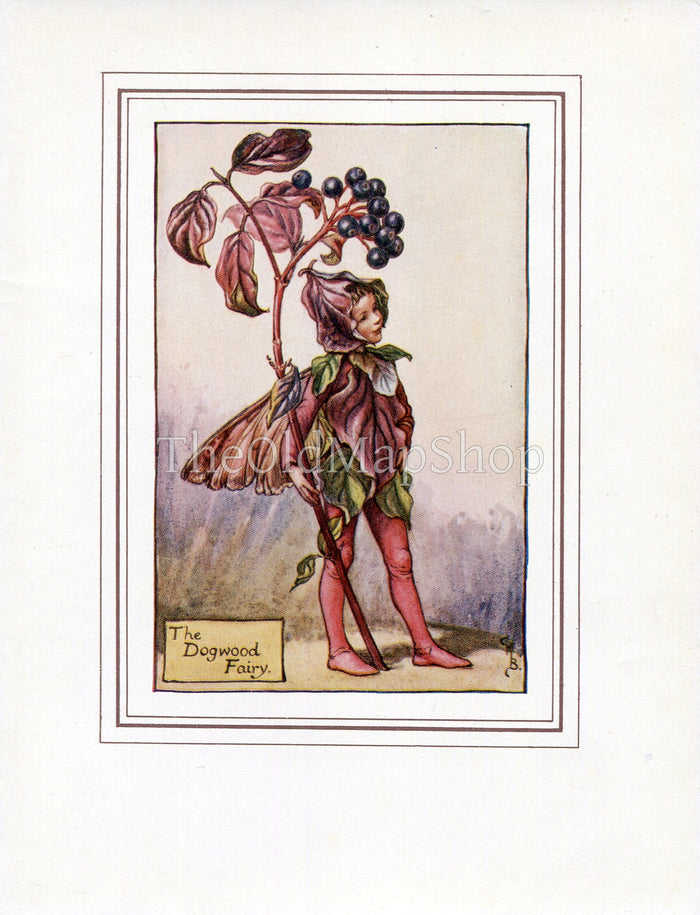 Dogwood Flower Fairy 1930's Vintage Print Cicely Barker Autumn Book Plate A019