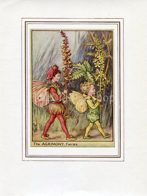 Agrimony Flower Fairy 1950's Vintage Print Cicely Barker Wayside Book Plate W064