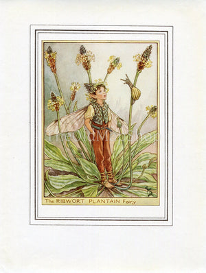 Ribwort Plantain Flower Fairy 1950's Vintage Print Cicely Barker Wayside Book Plate W048