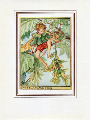 Sycamore Flower Fairy 1950's Vintage Print Cicely Barker Trees Book Plate T026