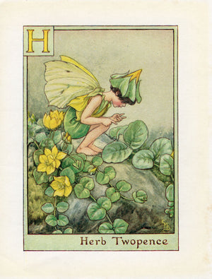 Image-Of-Herb-Robert-Flower-Fairy-Print-Alphabet-Letter-H