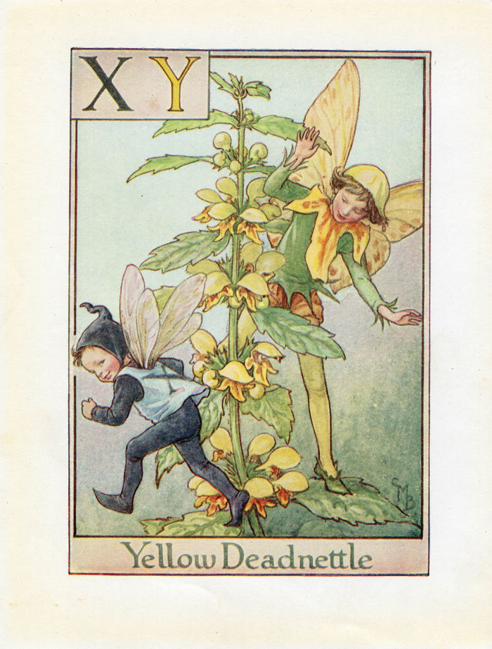 Yellow Deadnettle Flower Fairy Vintage Print c1940 Cicely Barker Alphabet Letter X-Y