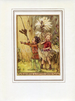 Rush-Grass & Cotton-Grass Flower Fairy 1950's Vintage Print Cicely Barker Wayside Book Plate W033 - The Old Map Shop