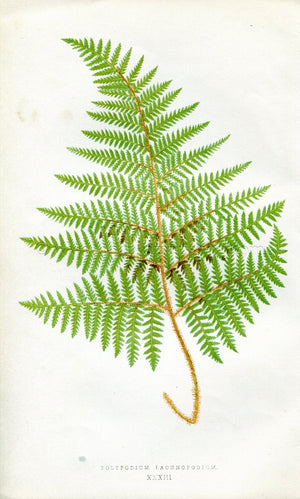 Edward Joseph Lowe Fern (Polypodium Lachnopodium) Antique Botanical Print 1856