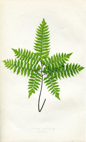 Edward Joseph Lowe Fern (Adiantum Cultratum) Antique Botanical Print 1857