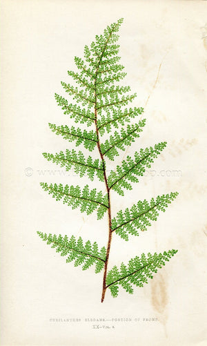 Edward Joseph Lowe Fern (Cheilanthes Elegans) Antique Botanical Print 1859