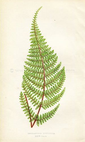 Edward Joseph Lowe Fern (Cheilanthes Lendigera) Antique Botanical Print 1859