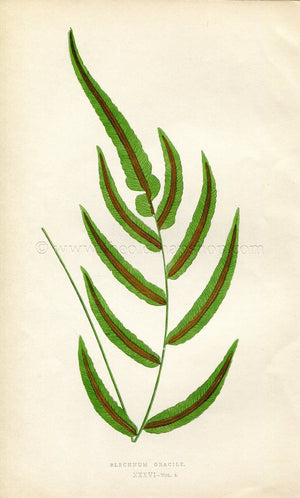 Edward Joseph Lowe Fern (Blechnum Gracile) Botanical Print Antique 1859