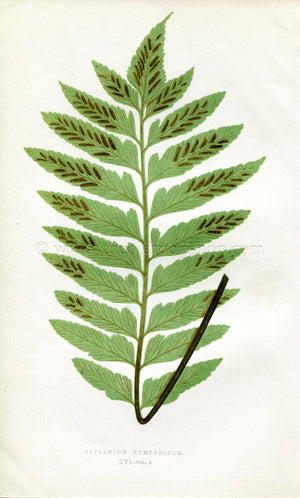 Edward Joseph Lowe Fern (Asplenium Compressum) Antique Botanical Print 1858