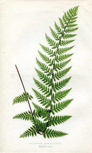 Edward Joseph Lowe Fern (Asplenium Strigillosum) Antique Botanical Print 1858