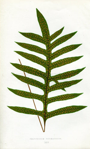 Edward Joseph Lowe Fern (Polypodium Phymatodes) Antique Botanical Print 1856