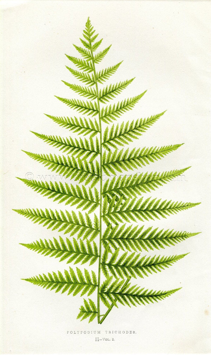 Edward Joseph Lowe Fern (Polypodium Trichodes) Antique Botanical Print 1858