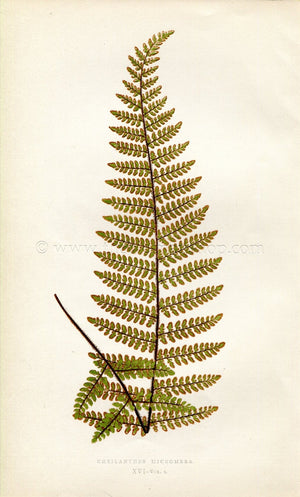 Edward Joseph Lowe Fern (Cheilanthes Micromera) Antique Botanical Print 1859