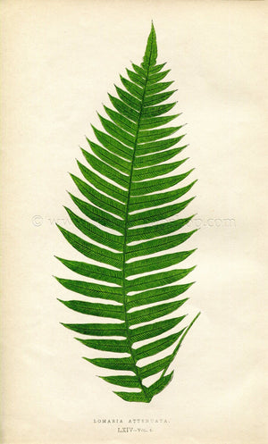 Edward Joseph Lowe Fern (Lomaria Attenuata) Antique Botanical Print 1859