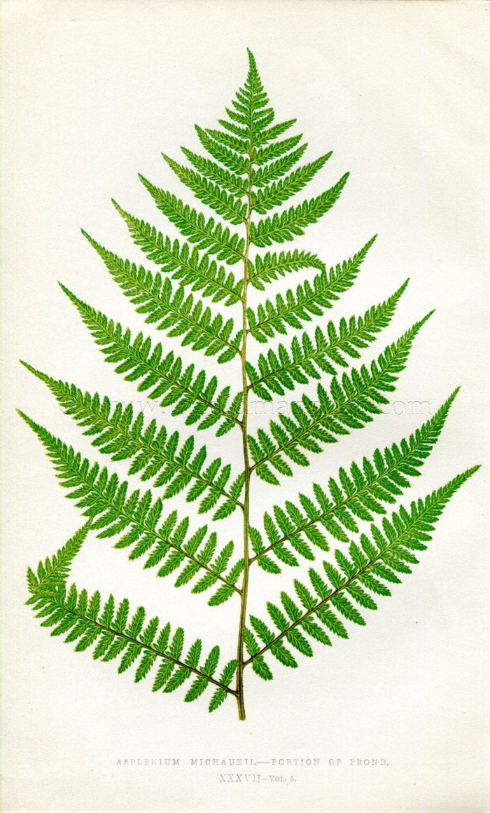 Edward Joseph Lowe Fern (Asplenium Michauxii) Antique Botanical Print 1858