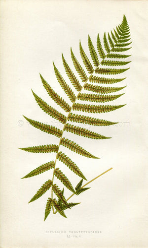 Edward Joseph Lowe Fern (Diplazium Thelypteroides) Antique Botanical Print 1858