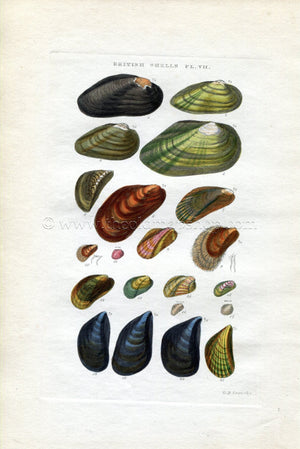 G B Sowerby Antique Shell Print, 1859 1st edition. Hand Coloured Engraving, Book Plate VII