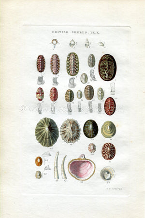 G B Sowerby Antique Shell Print, 1859 1st edition. Hand Coloured Engraving, Book Plate X