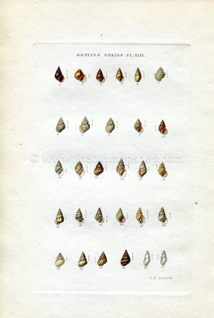 G B Sowerby Antique Shell Print, 1859 1st edition. Hand Coloured Engraving, Book Plate XIII