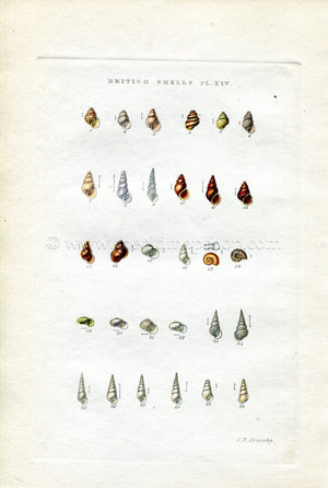 G B Sowerby Antique Shell Print, 1859 1st edition. Hand Coloured Engraving, Book Plate XIV