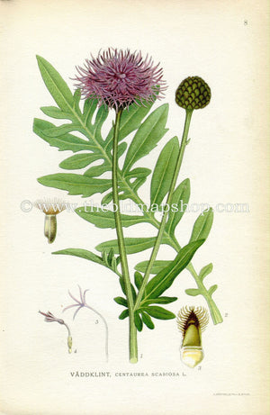 1922 Greater Knapweed Antique Print (Centaurea Scabiosa) by Lindman, Botanical Flower, Book Plate 8, Green, Purple.
