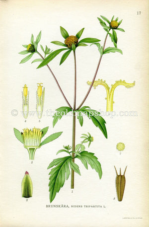 1922 Three-Lobe Beggarticks Antique Print (Bidens Tripartita) by Lindman, Botanical Flower, Book Plate 17, Green, Yellow.