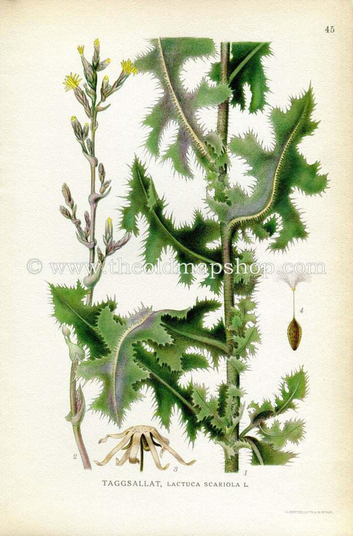 1922 Prickly Lettuce, Milk Thistle Antique Print (Lactuca Scariola, Serriola) by Lindman, Botanical Flower, Book Plate 45, Yellow, Green.