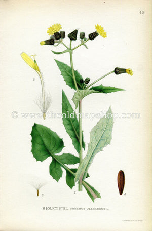 1922 Sowthistle, Sow Thistle Antique Print (Sonochus Oleraceus) by Lindman, Botanical Flower, Book Plate 46, Yellow, Green.