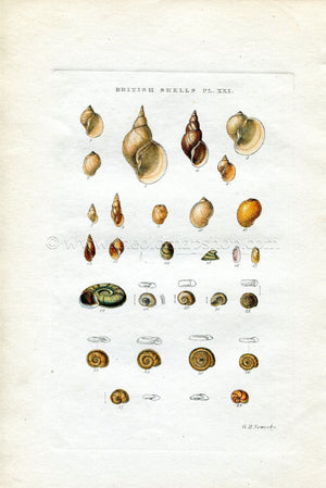 G B Sowerby Antique Shell Print, 1859 1st edition. Hand Coloured Engraving, Book Plate XXI