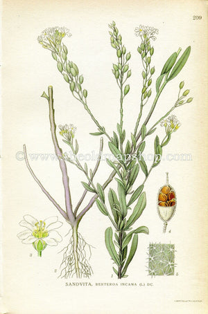 1922 Hoary Alyssum, False Hoary Madwort, Hoary Berteroa/Alison Antique Print (Berteroa Incana) by Lindman, Botanical Flower Book Plate 209