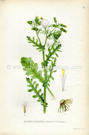 1922 Groundsel Antique Print (Senecio Vulgaris) by Lindman, Botanical Flower, Book Plate 21, Green, Yellow.