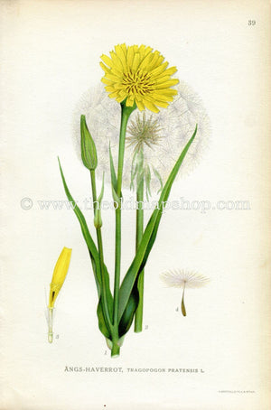 1922 Jack-go-to-bed-at-noon Antique Print (Tragopogon Pratensis) by Lindman, Botanical Flower, Book Plate 39, Yellow, Green, White.