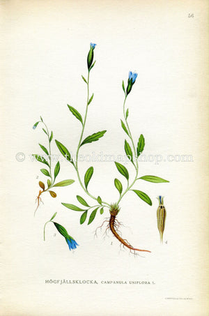 1922 Arctic Bellflower, Arctic Harebell Antique Print (Campanula Uniflora) by Lindman, Botanical Flower Book Plate 56, Green, Violet Blue