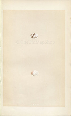 Morris Antique Birds Egg Print, Crested Tit, 1867 Book Plate XXXII