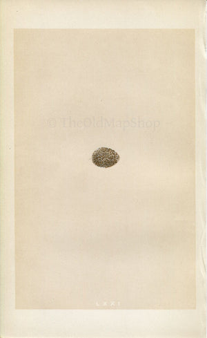 Morris Antique Birds Egg Print, Rock Pipit, 1867 Book Plate LXXI