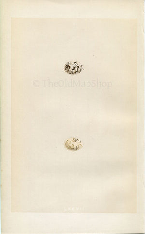 Morris Antique Birds Egg Print, Black-Headed Bunting, 1867 Book Plate LXXVII