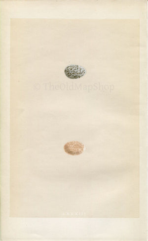 Morris Antique Birds Egg Print, Sparrow, 1867 Book Plate LXXXIII