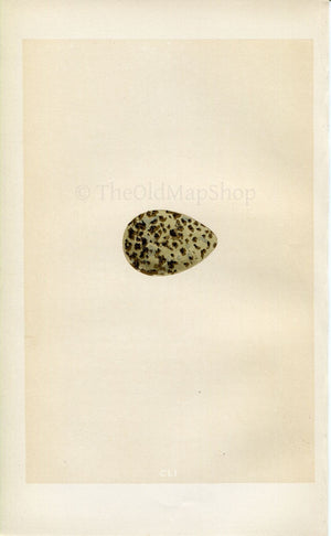 Morris Antique Birds Egg Print, Dotterel, 1867 Book Plate CLI
