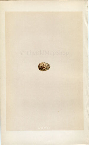 Morris Antique Birds Egg Print, Richard's Pipit, 1867 Book Plate LXVII