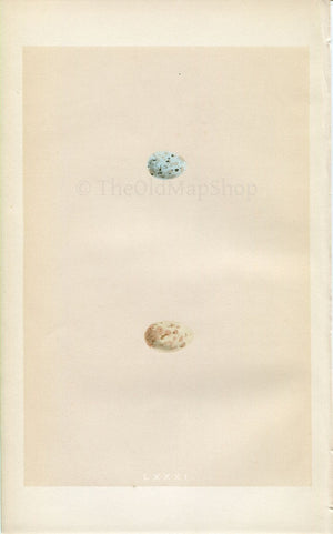Morris Antique Birds Egg Print, Mountain Finch, 1867 Book Plate LXXXI