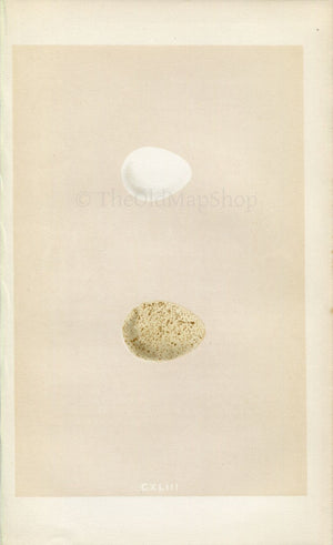 Morris Antique Birds Egg Print, Virginian Partridge & Barbary Partridge, 1867 Book Plate CXLIII