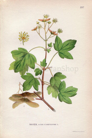 1922 Field Maple (Acer campestre) Vintage, Antique Print by Lindman, Botanical Flower Book Plate 237, Green