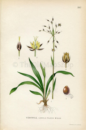 1922 Hairy Wood-rush, Rush (Luzula pilosa) Vintage Antique Print by Lindman, Botanical Flower Book Plate 397, Green