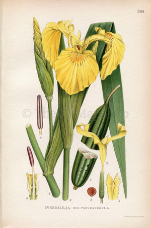 1922 Yellow Flag, Yellow Iris, Water Flag (Iris pseudacorus) Vintage Antique Print by Lindman, Botanical Flower Book Plate 398, Green