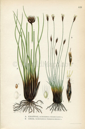1922 Black bog-rush, Brown bog-rush (Schoenus nigricans, Schoenus ferrugineus) Vintage Print by Lindman Botanical Flower Book Plate 428