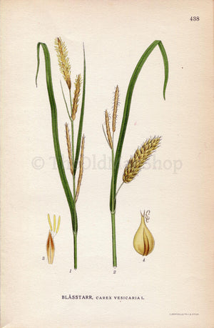 1922 Bladder-sedge, Blister sedge (Carex vesicaria) Vintage Antique Print by Lindman Botanical Flower Book Plate 438
