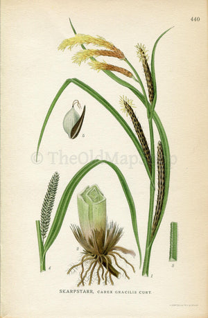 1922 Acute sedge, Slender tufted-sedge, Slim sedge, Carex acuta (Carex gracilis) Vintage Print by Lindman Botanical Flower Book Plate 440