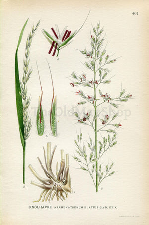1926 False oat-grass, Tall oat-grass, Onion couch (Arrhenatherum elatius) Vintage Print by Lindman Botanical Flower Book Plate 461