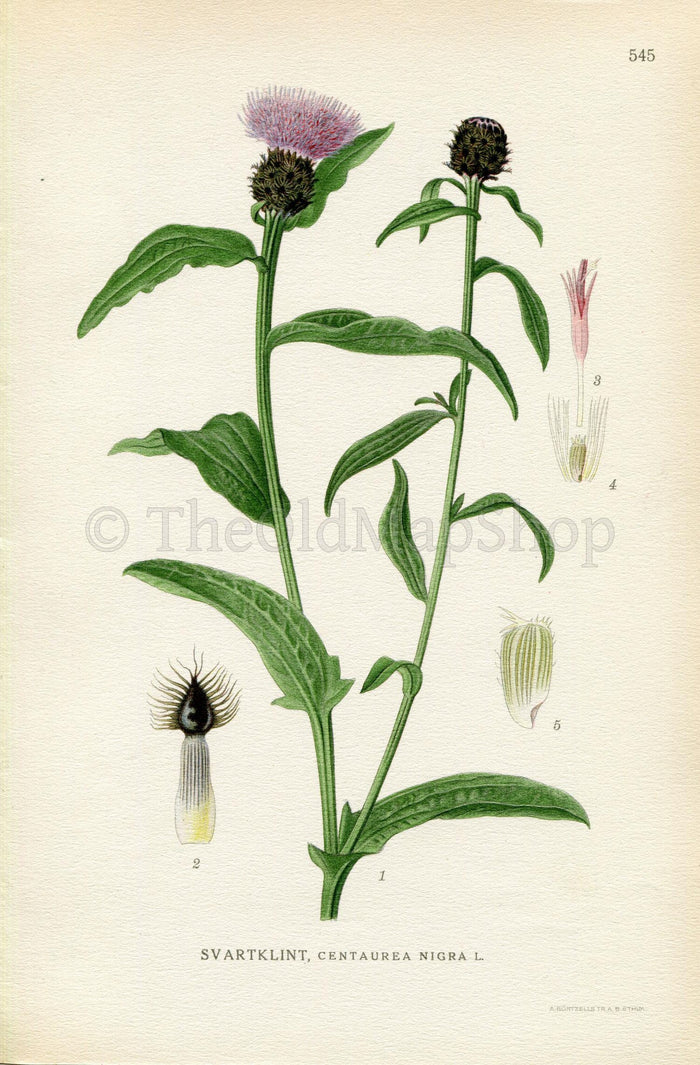 1926 Lesser Knapweed, Black Knapweed, Hardheads (Centaurea nigra) Vintage Antique Print by Lindman Botanical Flower Book Plate 545, Green